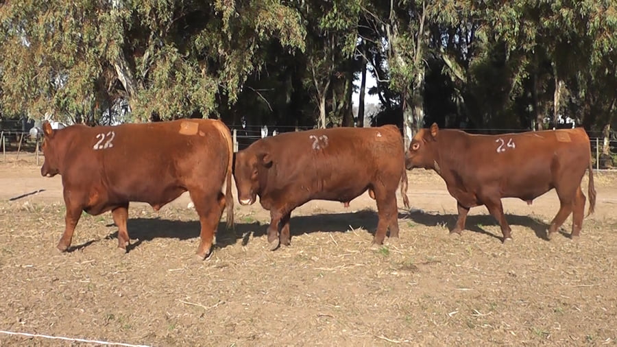 Lote TOROS PUROS CONTROLADOS COLORADOS