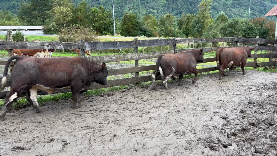 Lote 13 Ternero en Cisnes, XI Región Aysén