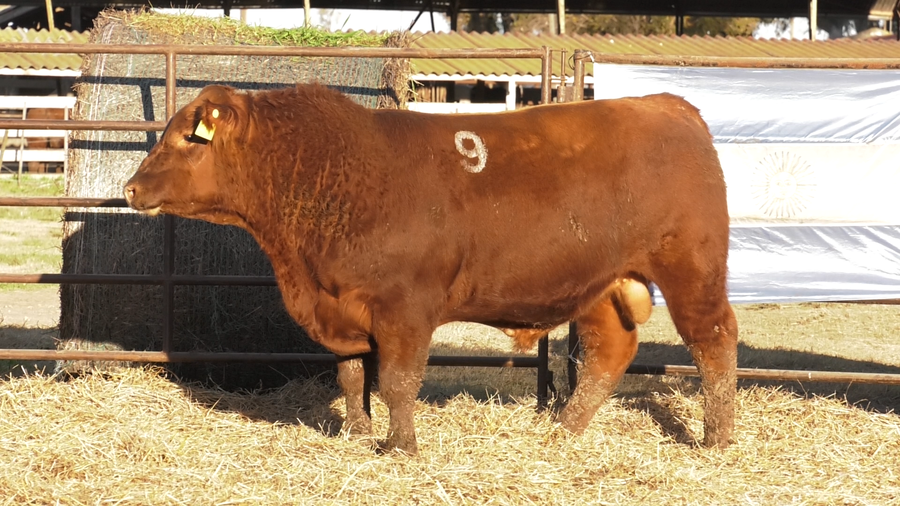 Lote TOROS ANGUS COLORADOS  PC