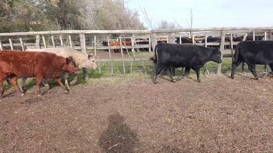 Lote 40 Terneros/as