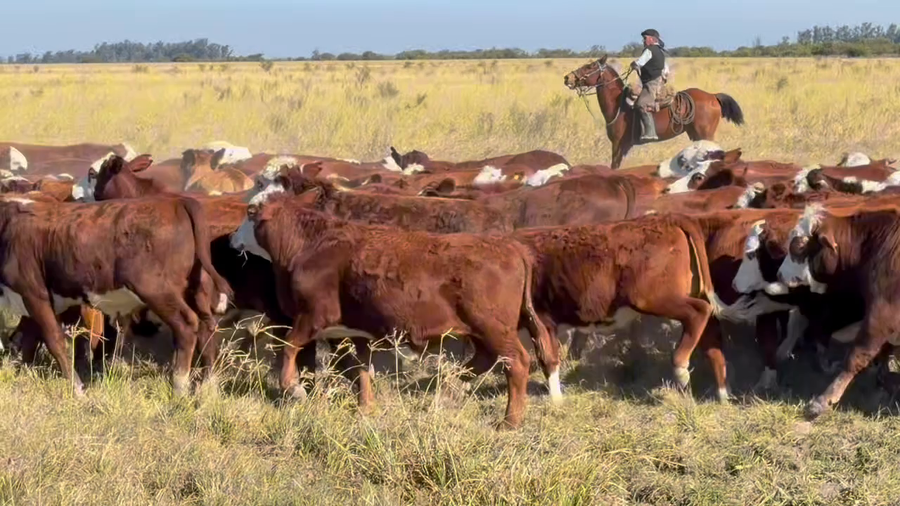 Lote 220 Terneros en Corrientes, Saladas