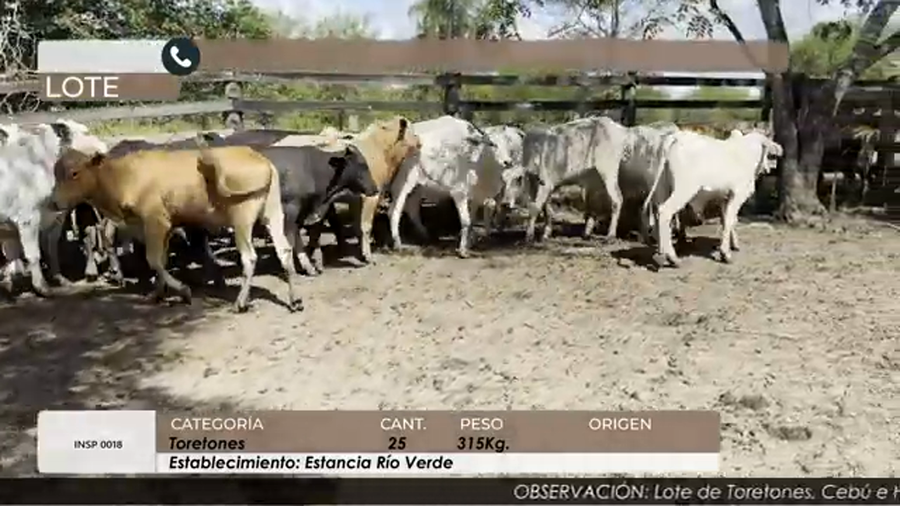 Lote Toretones