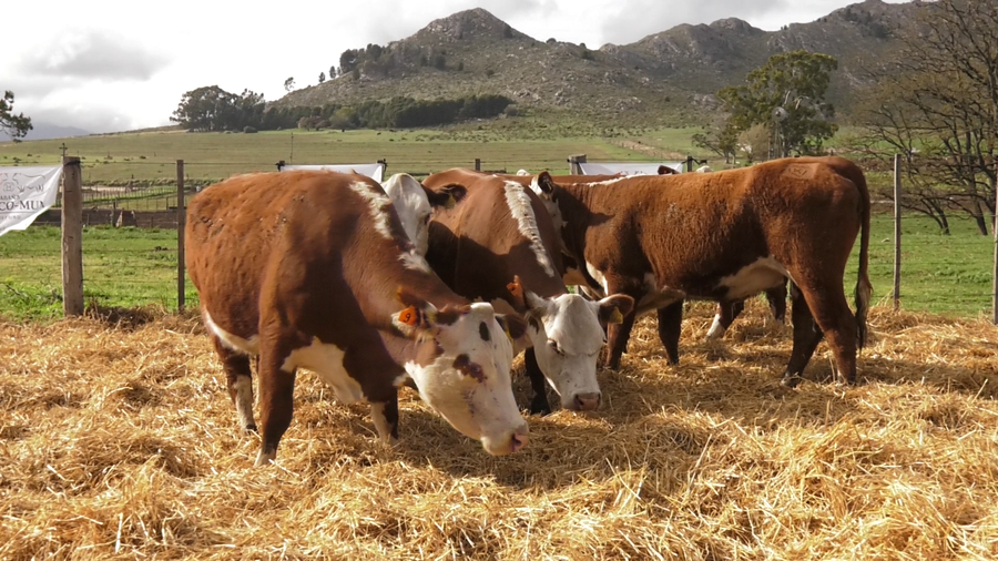 Lote VACAS P.HEREFORD PARICION OTOÑO CABAÑA HUAICO MUN