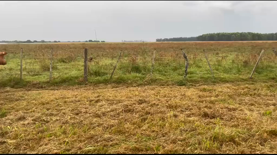 Lote 26 Vacas faena UE