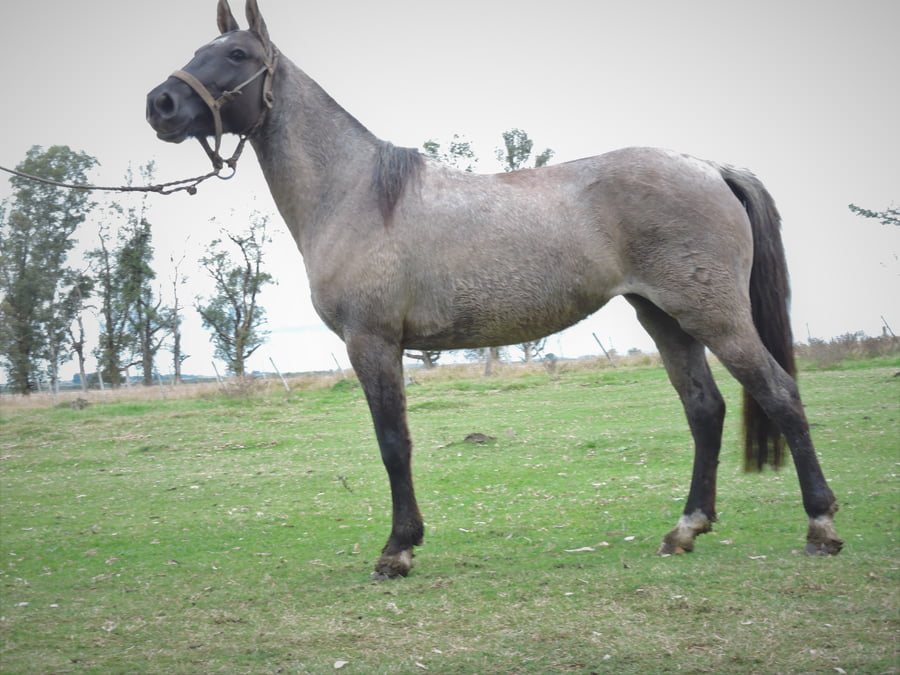 Lote VUELA EL TACUARAL - R.P. 330