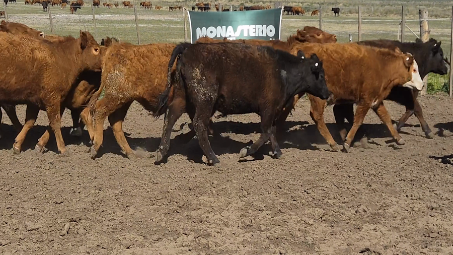 Lote 140 Novillitos en Buenos Aires, Los Toldos
