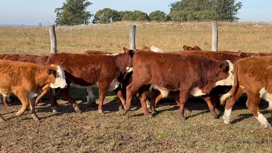 Lote 110 Terneros/as en Corrientes, Mercedes