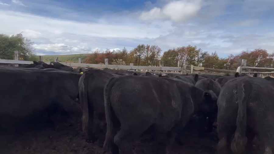 Lote 50 Novillo Engorda en Coyhaique, XI Región Aysén