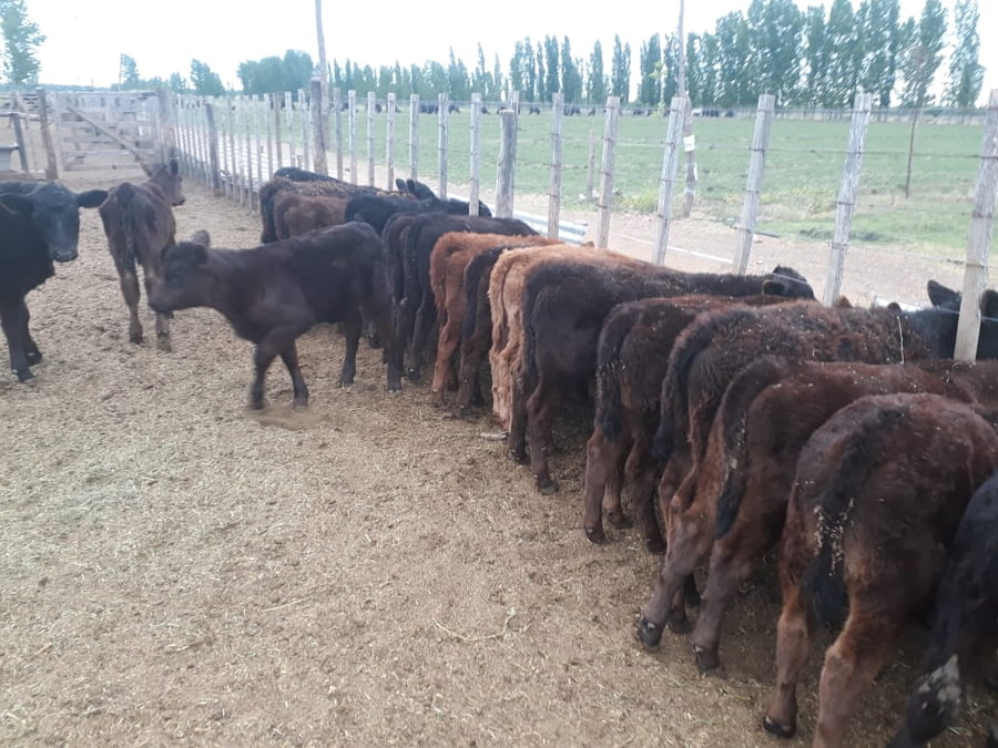 Lote 100 Terneros/as 110kg - , Mendoza