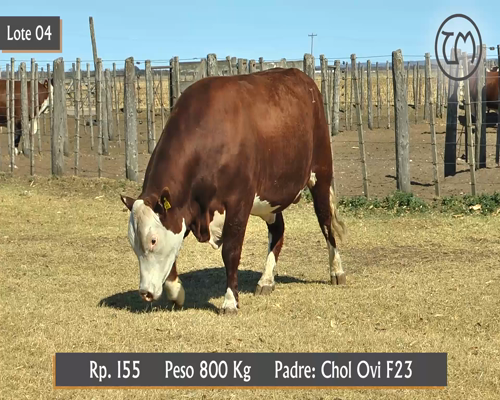 Lote TORO BRAFORD