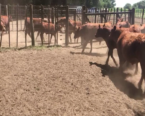 Lote 60 Terneros en Espartillar, Buenos Aires