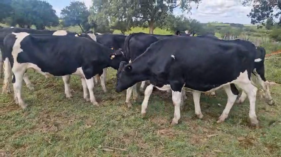 Lote 8 Novillos a remate en Pantalla Camy - Aniversario 31 Años, San José