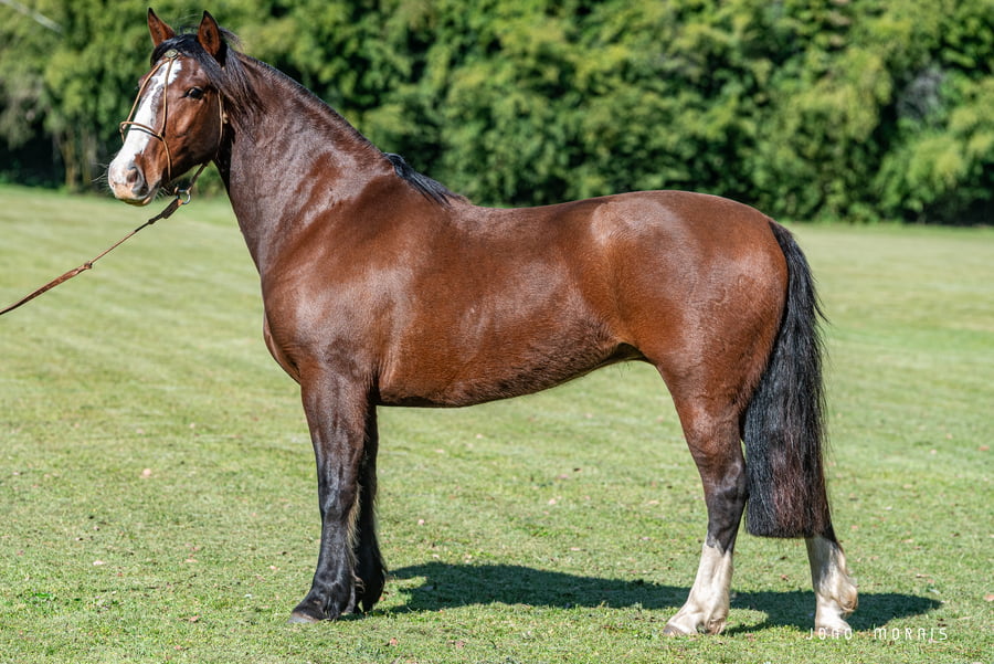 Lote Afianzado Puntera