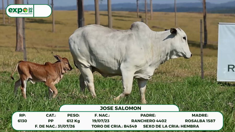 Lote Hembras a remate en Remate de Reproductores & Vientres, Concepción