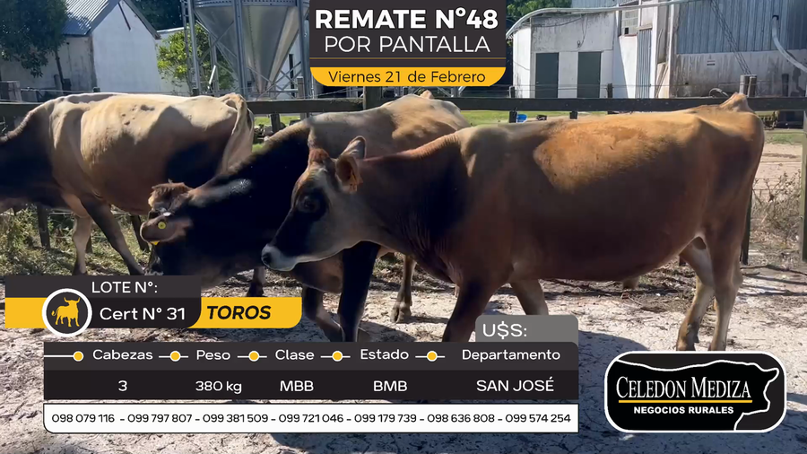 Lote 3 Toros en Otra Localidad, San José