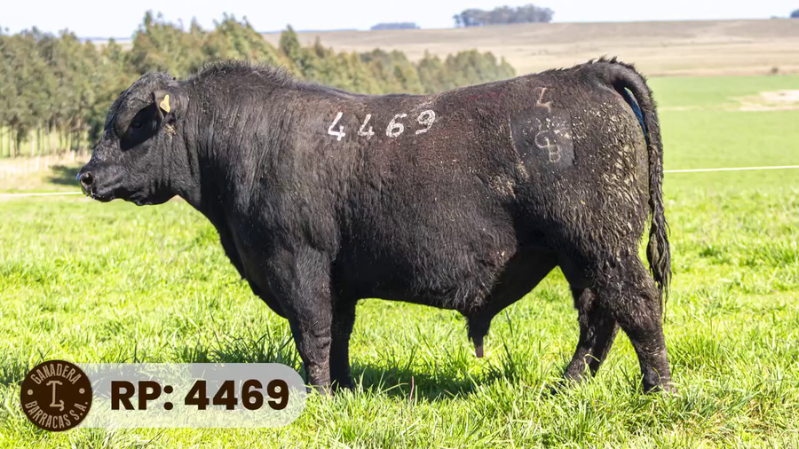 Lote RP 4469