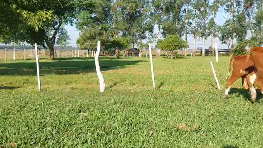 Lote 85 Terneros/as en Corrientes, Curuzú-Cuatiá