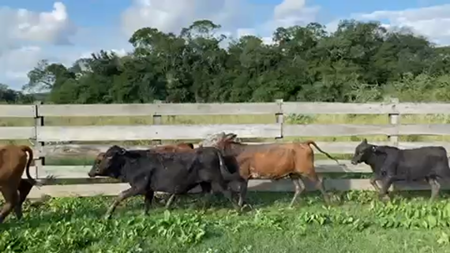 Lote 85 Terneros en Pto. Eva Perón, Chaco