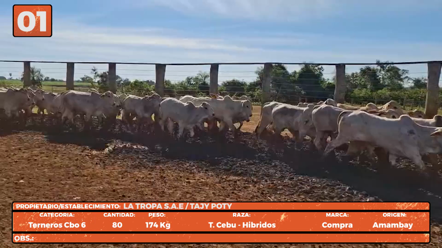 Lote LOTE 1