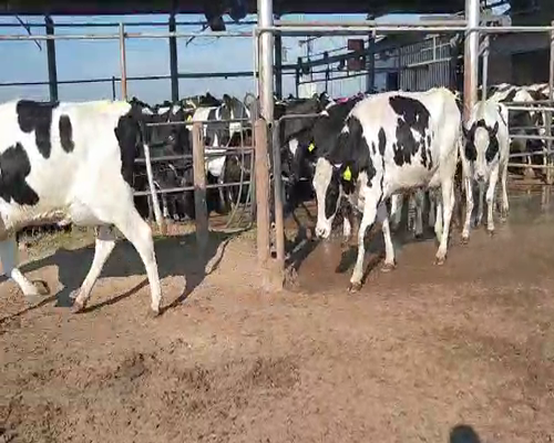 Lote VAQUILLONAS PARIDAS