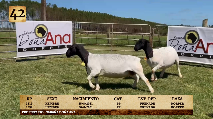 Lote LOTE 42