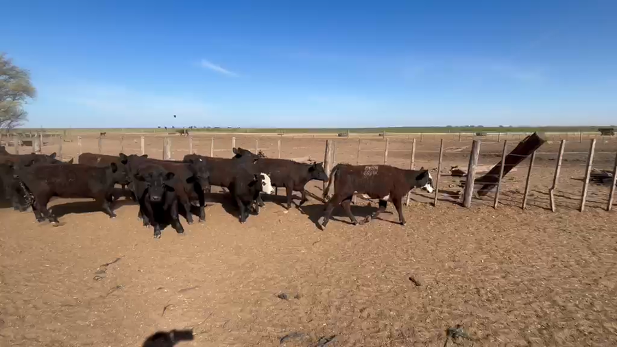 Lote 147 Terneras en Villa Huidobro