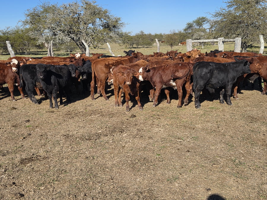 Lote 126 Terneros/as en Corrientes, Curuzu Cuatia