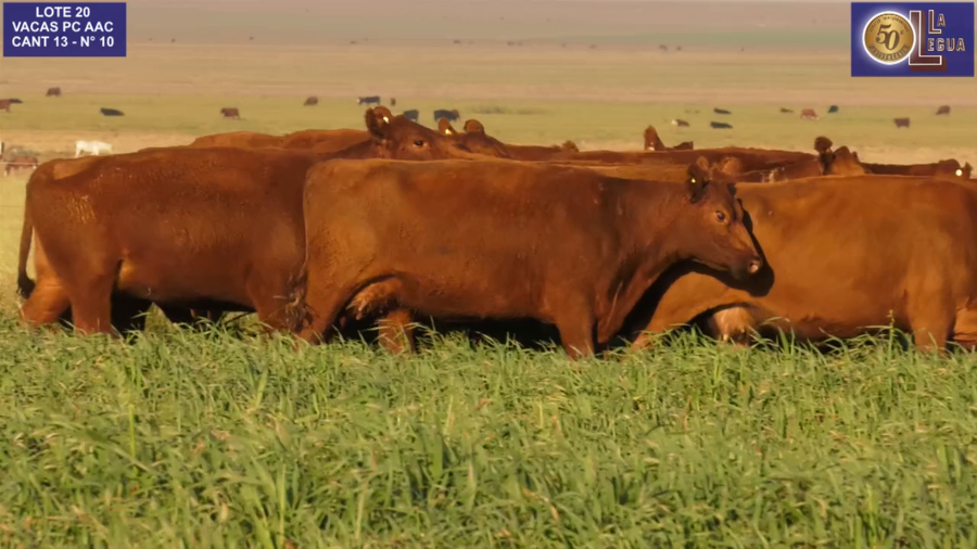 Lote VACAS A. ANGUS COLORADAS P. CONTROLADAS C/ GTIA DE PREÑEZ