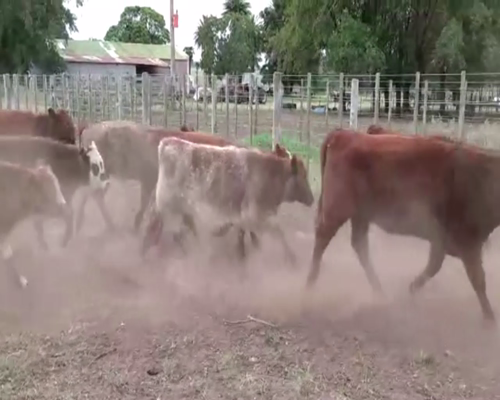 Lote 110 TERNS. HEMBRAS, EN TANDIL, PCIA. DE BS. AS.