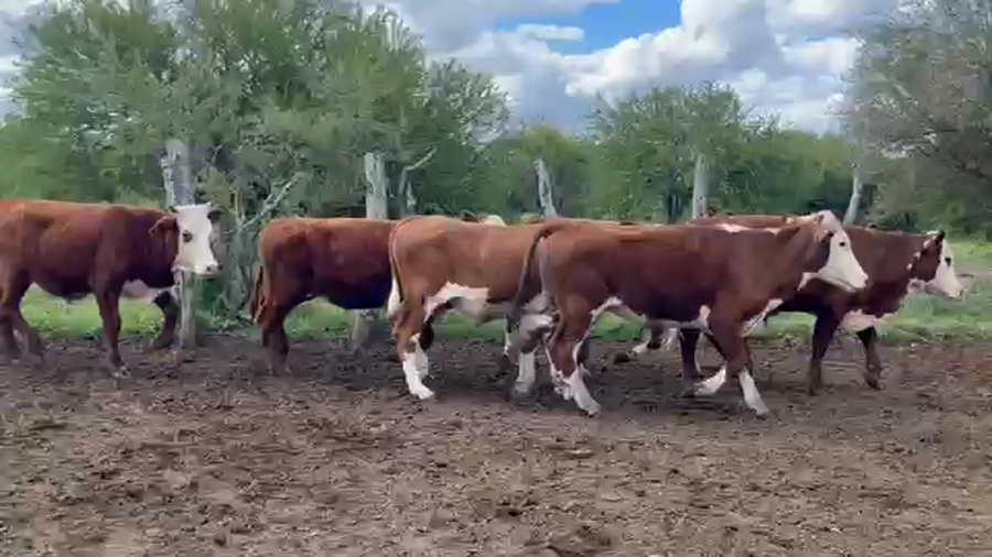 Lote 65 Terneros en Corrientes, Curuzu Cuatia