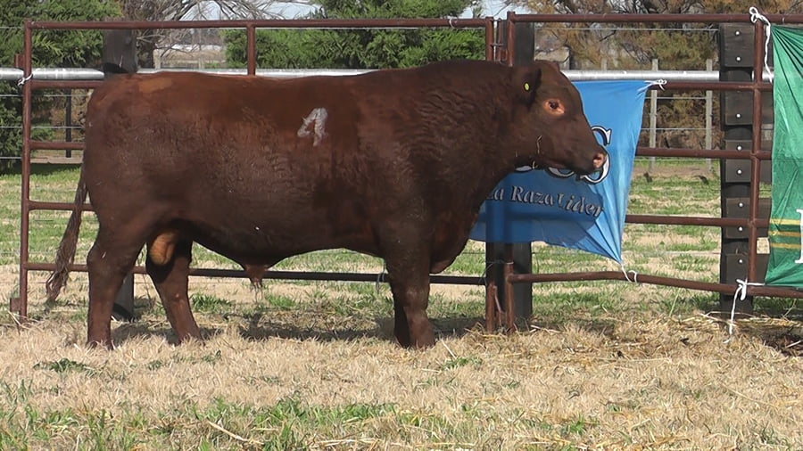Lote TOROS ANGUS PC