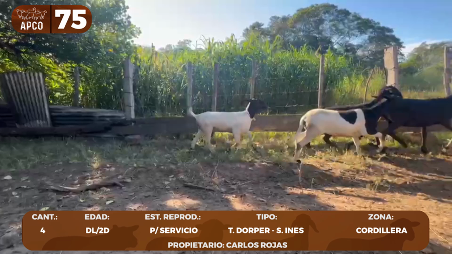 Lote LOTE 75 -POR PANTALLA