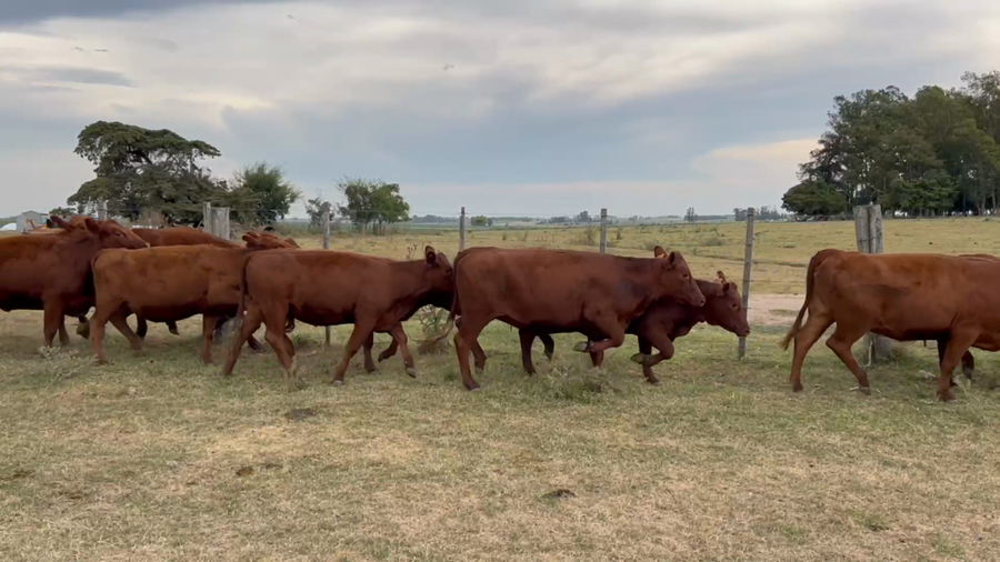 Lote 30 Terneras en Sarandi Grande, Florida