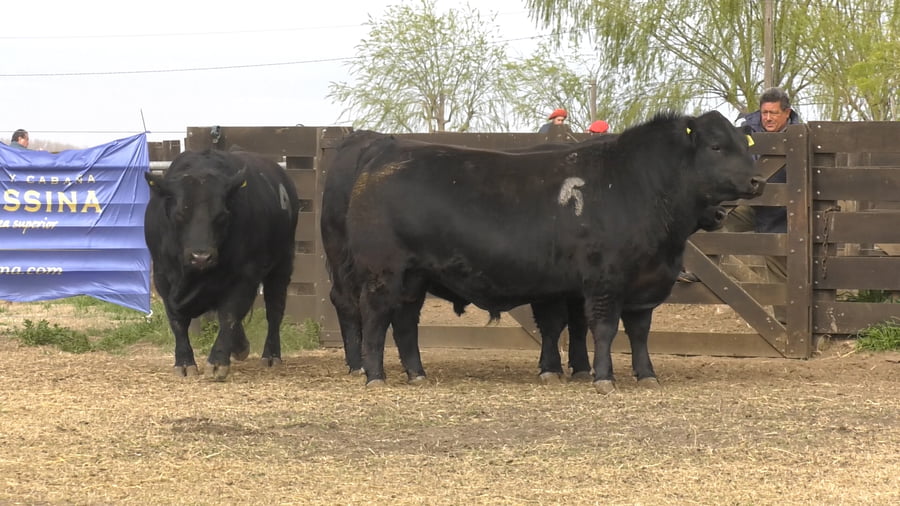 Lote TOROS ANGUS PUROS CONTROLADOS