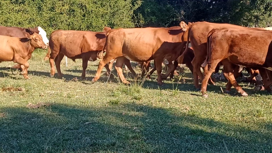 Lote 72 Terneros/as