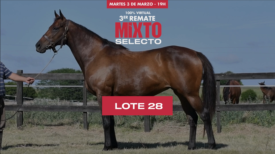 Lote TCHAU QUERIDA (BRZ)