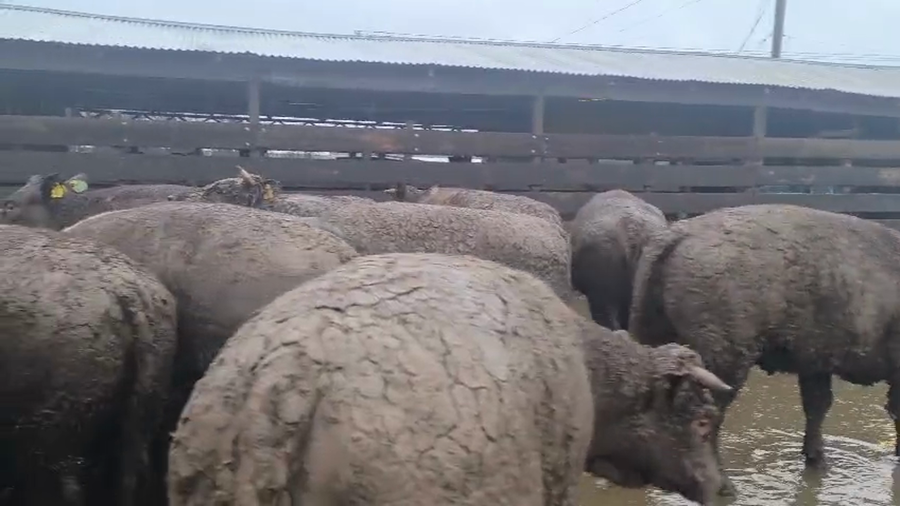 Lote 40 Vaquilla Gorda en Los Ángeles, VIII Región Biobío