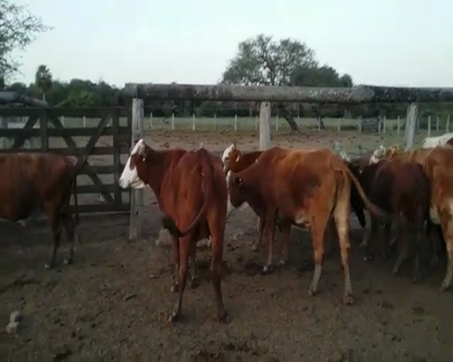 Lote 70 Vacas en La Eduvigis, Chaco