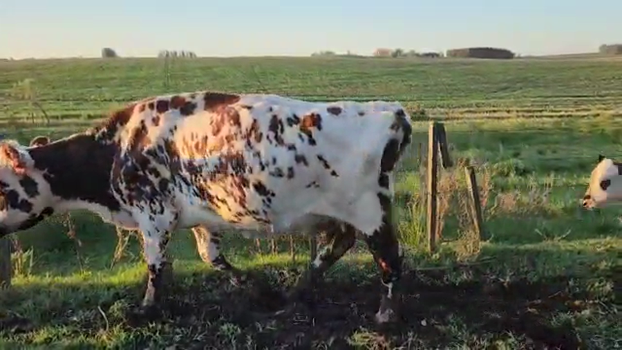 Lote 50 piezas de cria