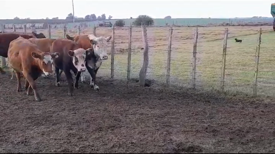 Lote VAQUILLONAS GORDAS