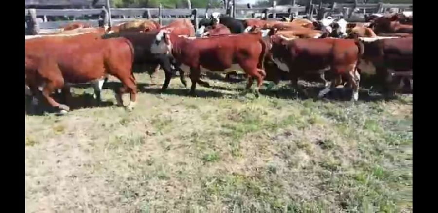 Lote 70 Terneros/as en Villaguay, Entre Ríos