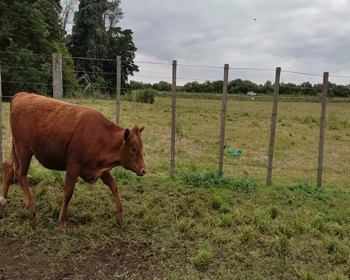 Lote 21 Terneras 12 HE,  2HE X RA,  5 AA X HE,  2 RA a remate en #11 Remate de Pantalla 257kg - , Colonia