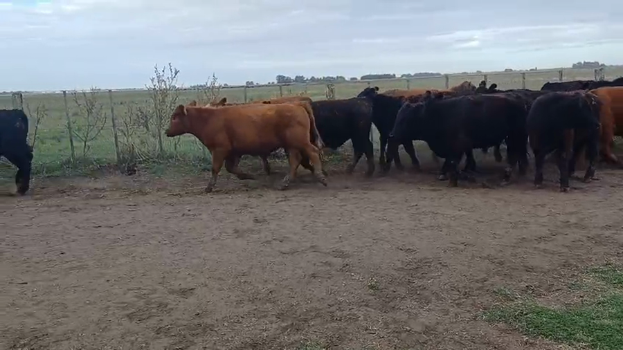 Lote 22 Novillos EN OLAVARRÍA