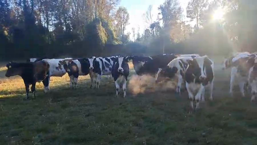 Lote 39 Novillo Engorda en Freire, IX Región Araucanía