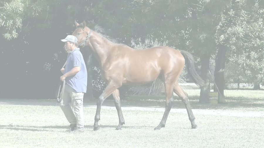 Lote MADNESS RIDE (RERIDE -  CHE MADONA)