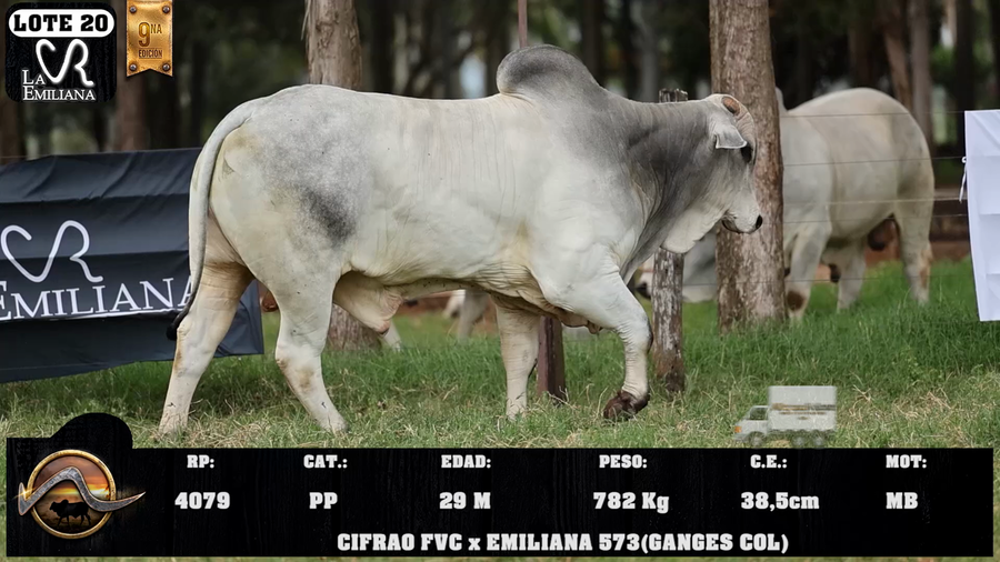 Lote LOTE 20