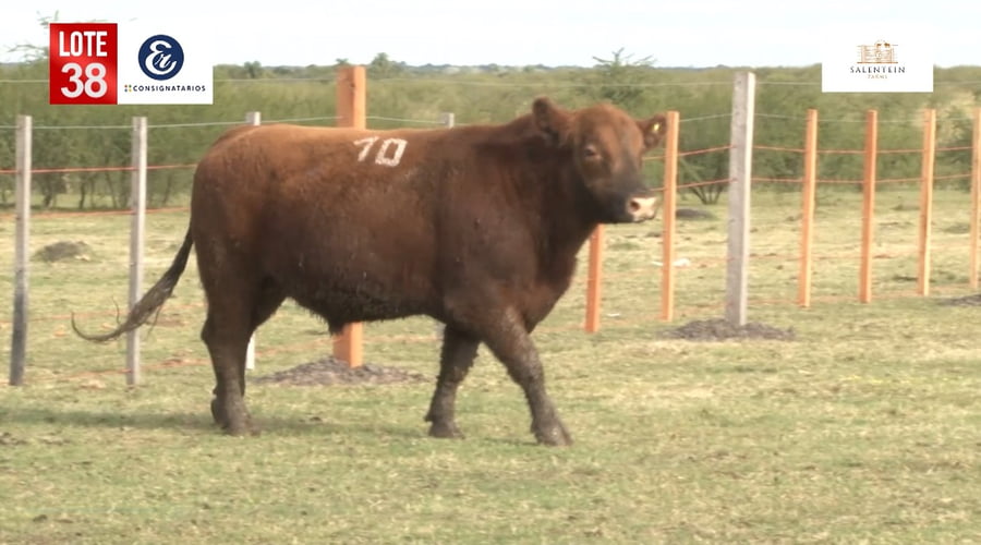 Lote Toros Angus Colorados Puros Controlados
