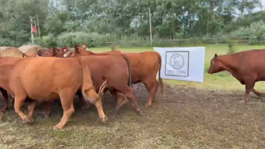 Lote 10 Vaquillonas preñadas