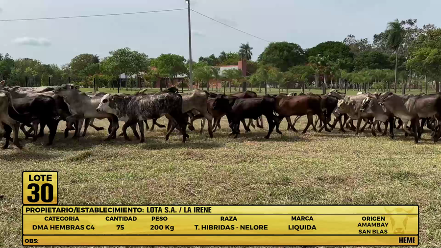 Lote LOTE 30