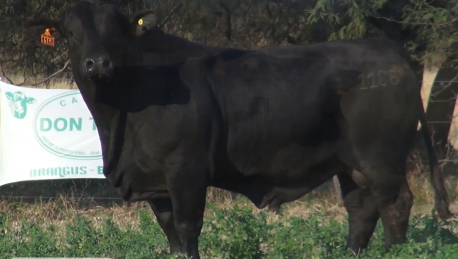 Lote TOROS(CORRAL 6)BRANGUS "CABAÑA DON TOTO"